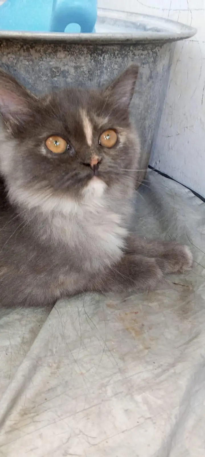 grey kitten — photo 4