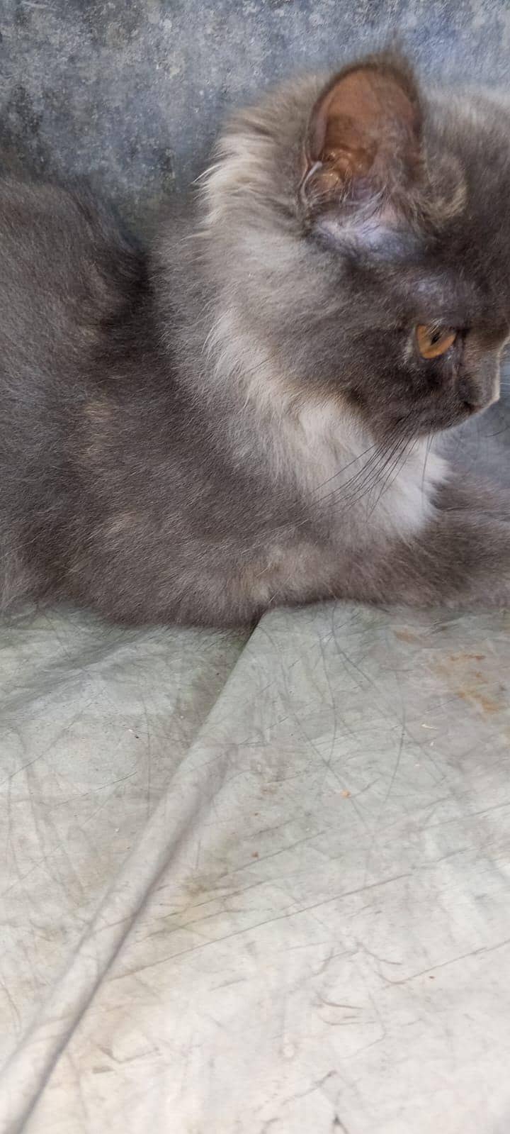 grey kitten 4