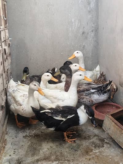 Healthy Ducks Available
