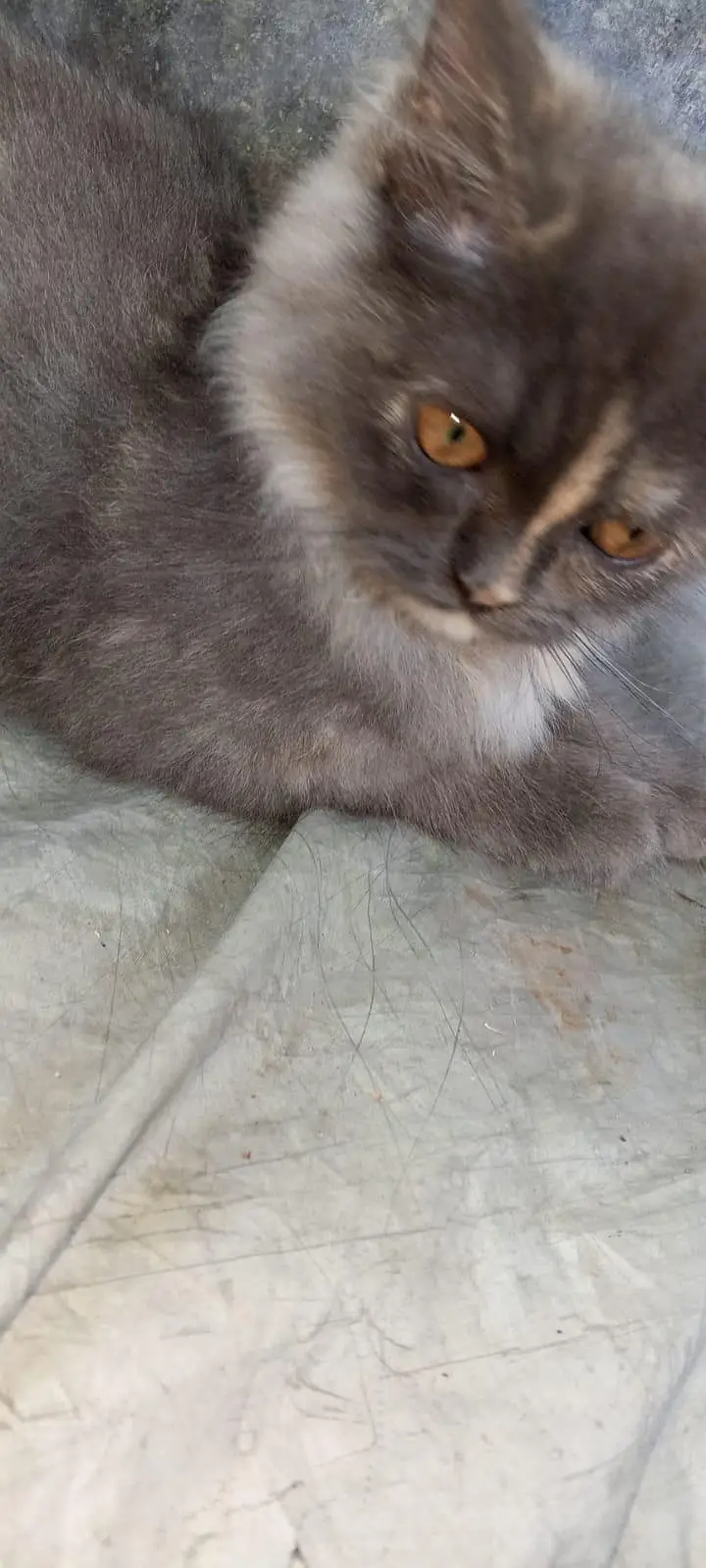 female — photo 2