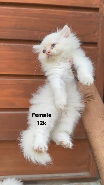 Triple coat Persian kittens punch face location sahiwal