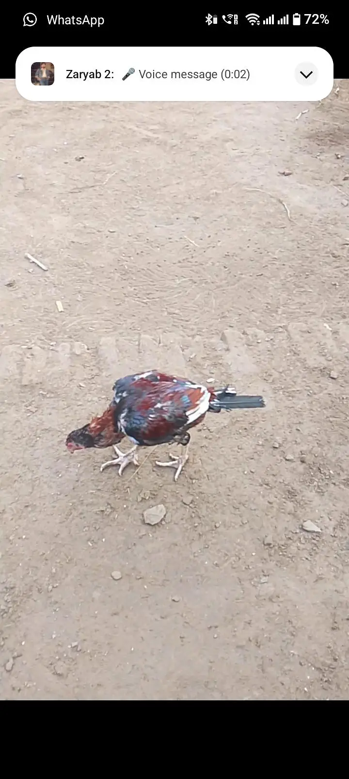 3 pathe for sale pigeons or 1 Aseel murga ha — photo 4