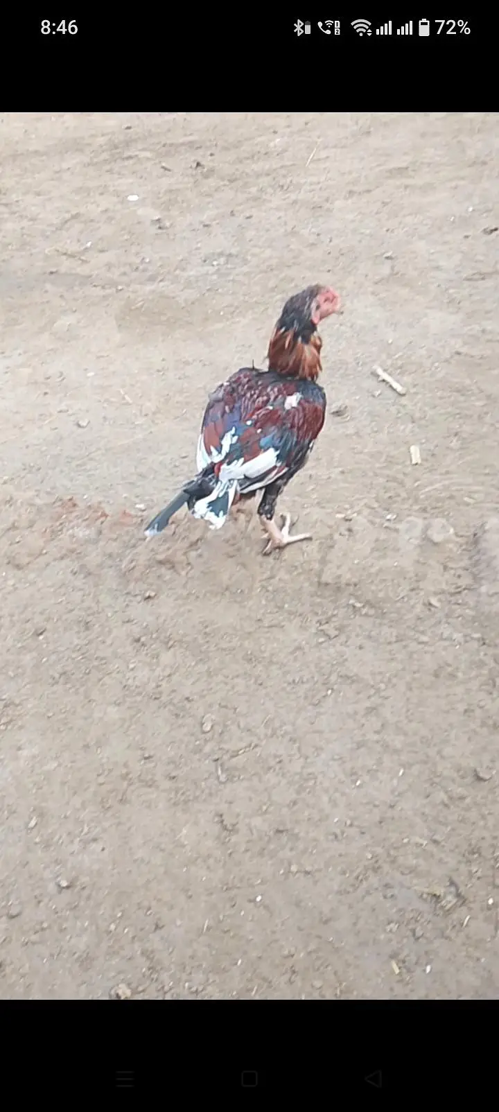 3 pathe for sale pigeons or 1 Aseel murga ha — photo 5
