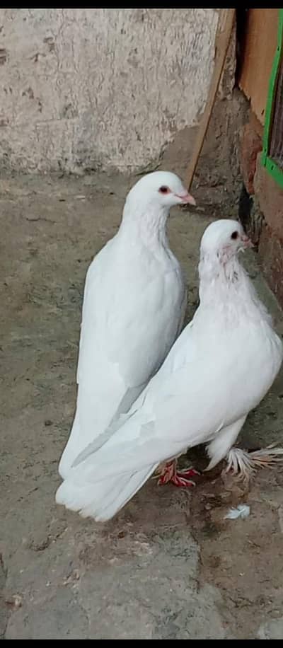 for sale all breeder pair.