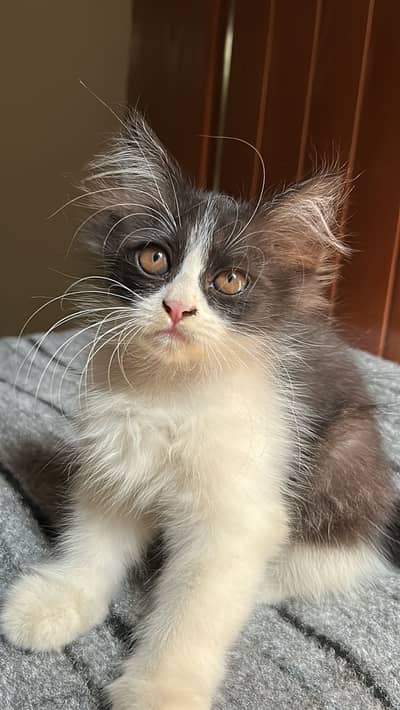 Persian Kittens