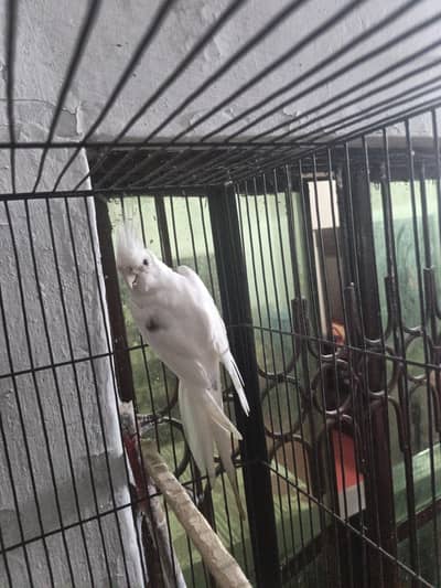coctail male for sall 03010460377 only call