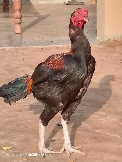 top quality bird faitar balod line choras nali