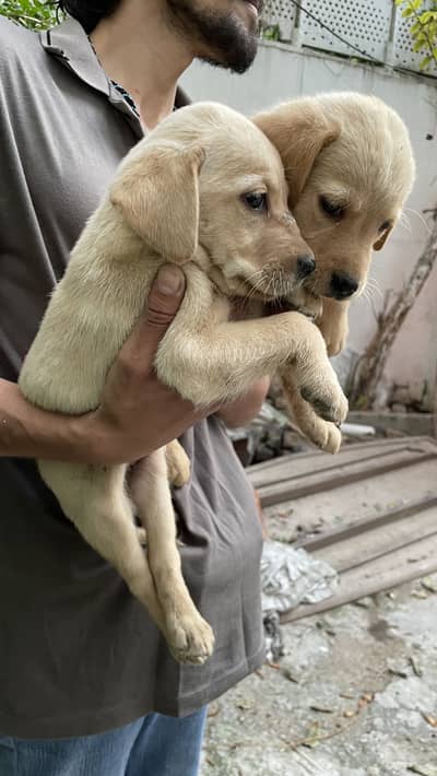 Anerican labrador