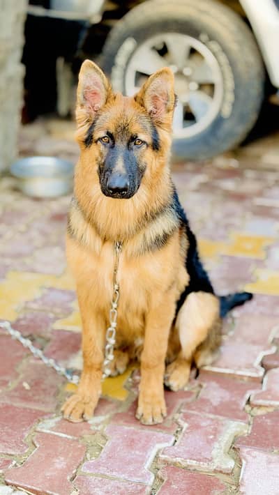 German Shepherd Double Coat