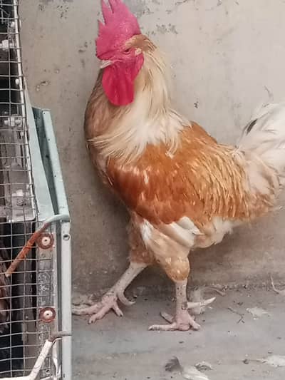 White golden breeder weight above 3kg