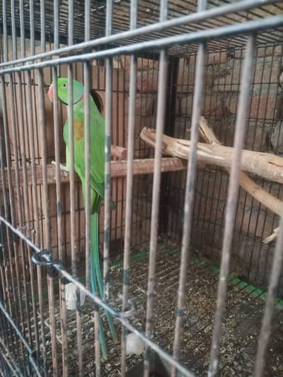 Raw breeder male for sale