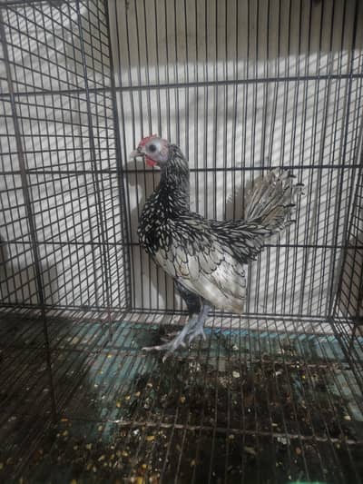 Silver sebright hen