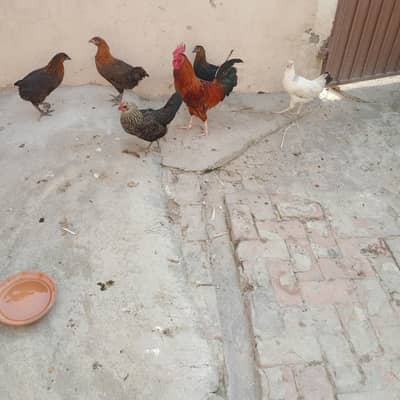 Desi hens for sale