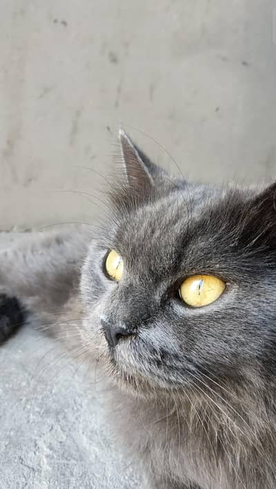 Grey Russian Cat — The Beauty of a Stunning Silver Cat!