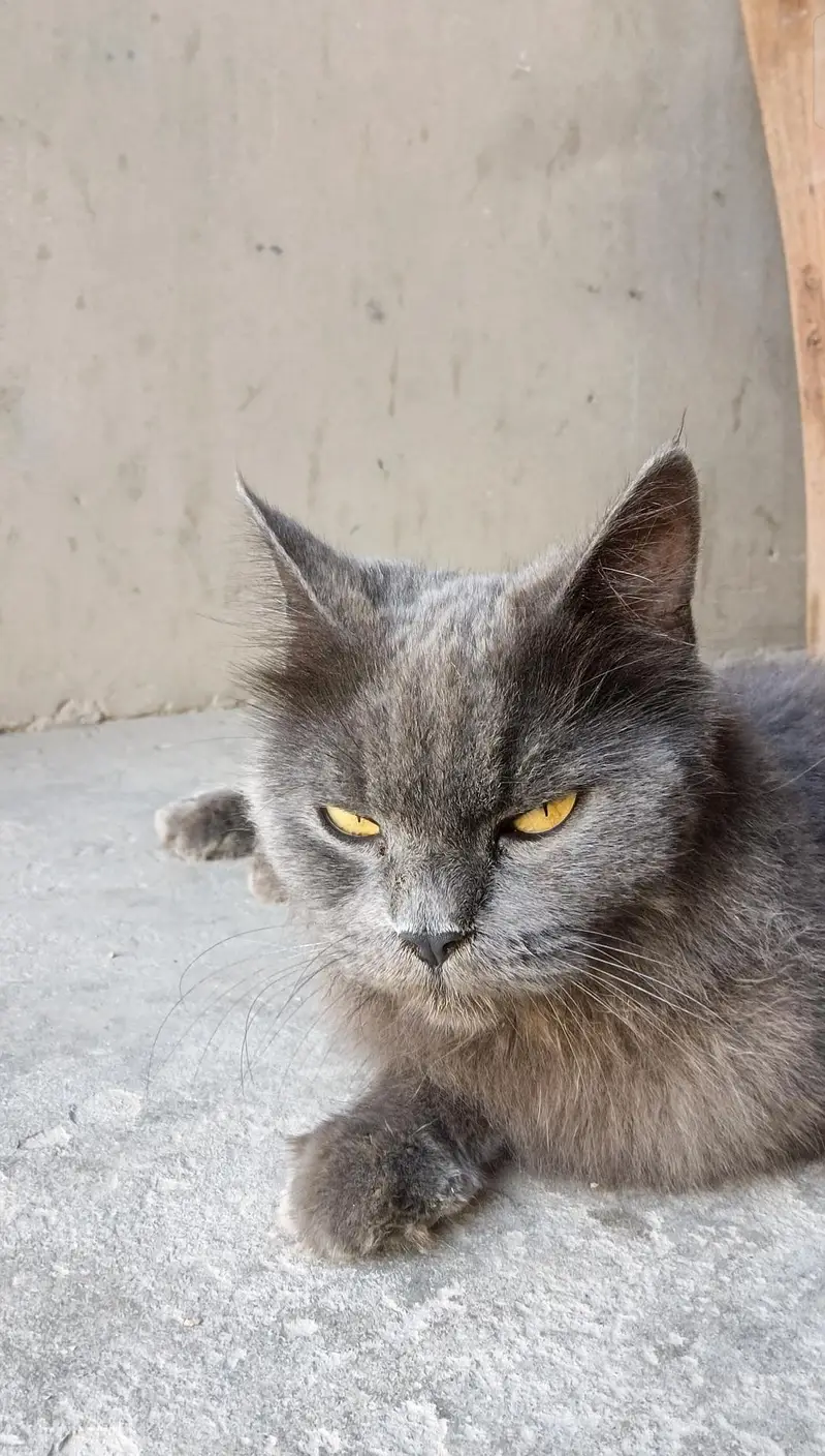 Grey Russian Cat — The Beauty of a Stunning Silver Cat! — photo 2