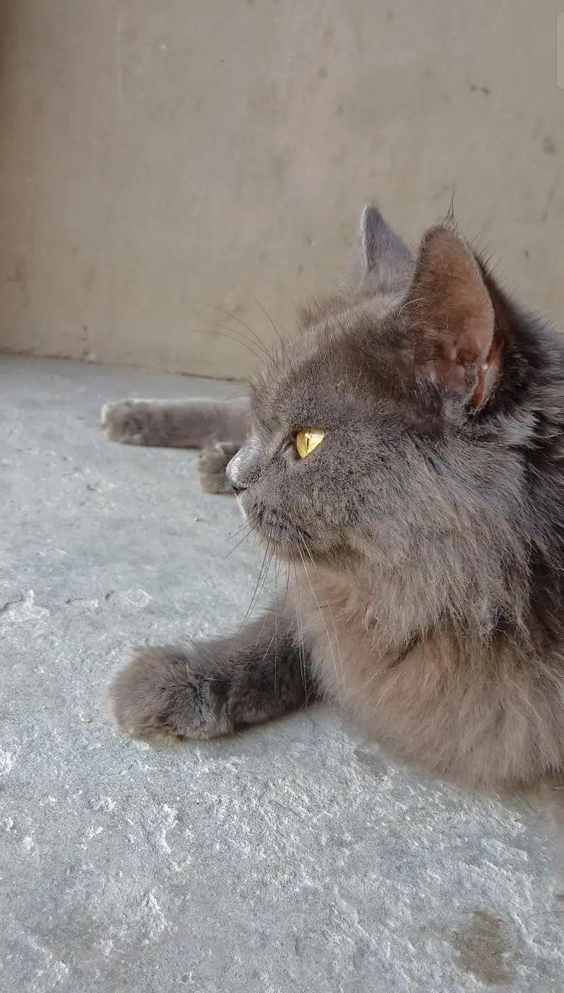 Grey Russian Cat — The Beauty of a Stunning Silver Cat! — photo 3