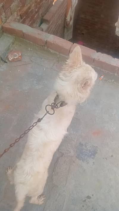 ghar me hi rakha ha ap chahy bacho me rakhy chahy sath khna har kisama