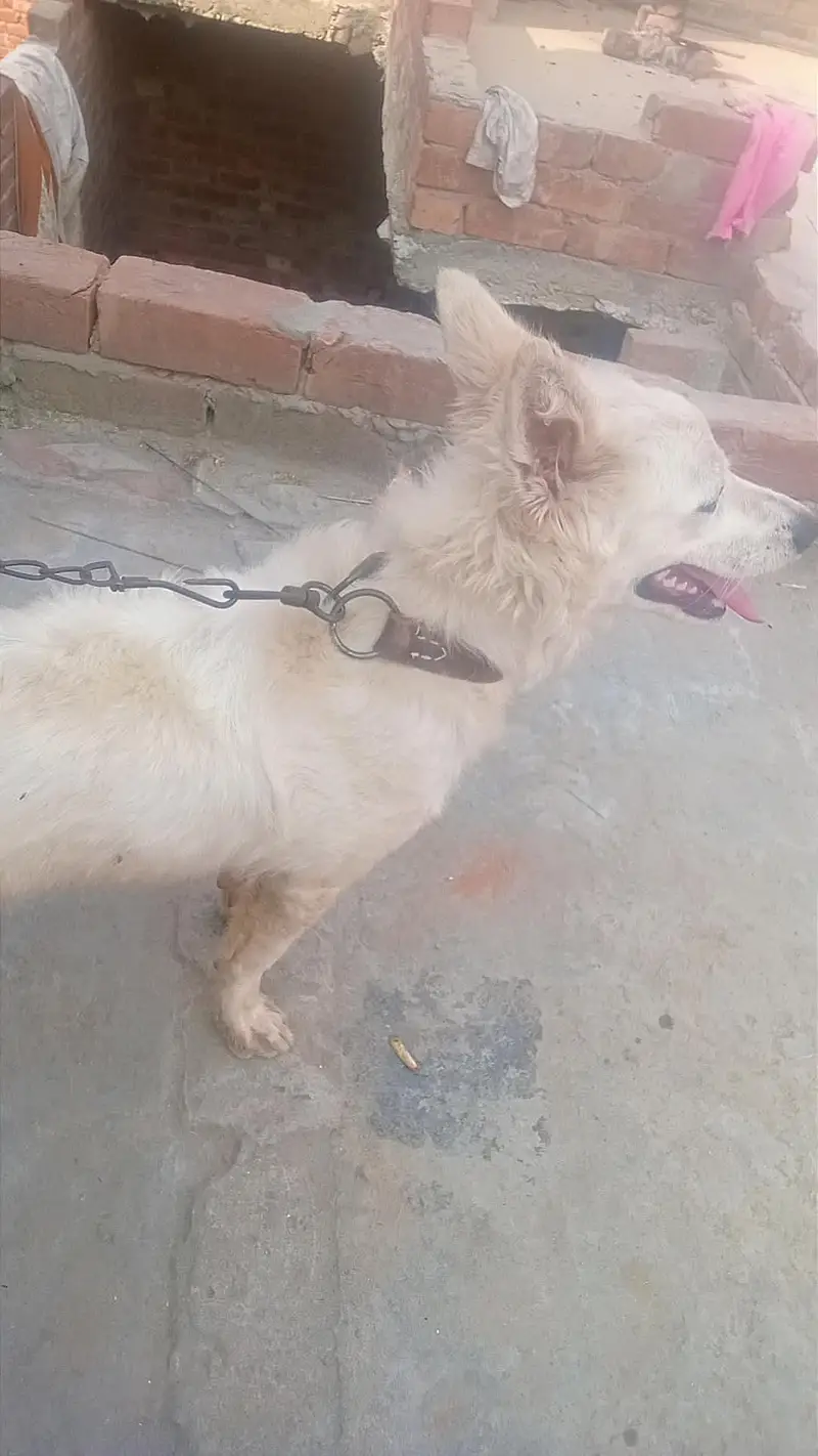 ghar me hi rakha ha ap chahy bacho me rakhy chahy sath khna har kisama — photo 2