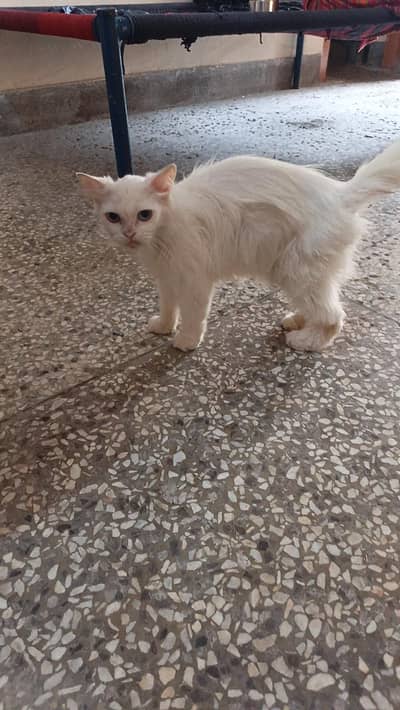 persian adult white cat