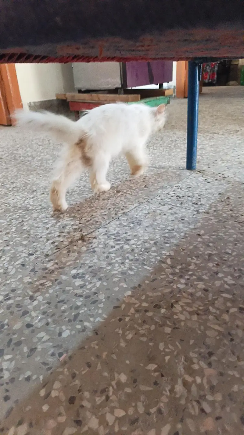 persian adult white cat — photo 2