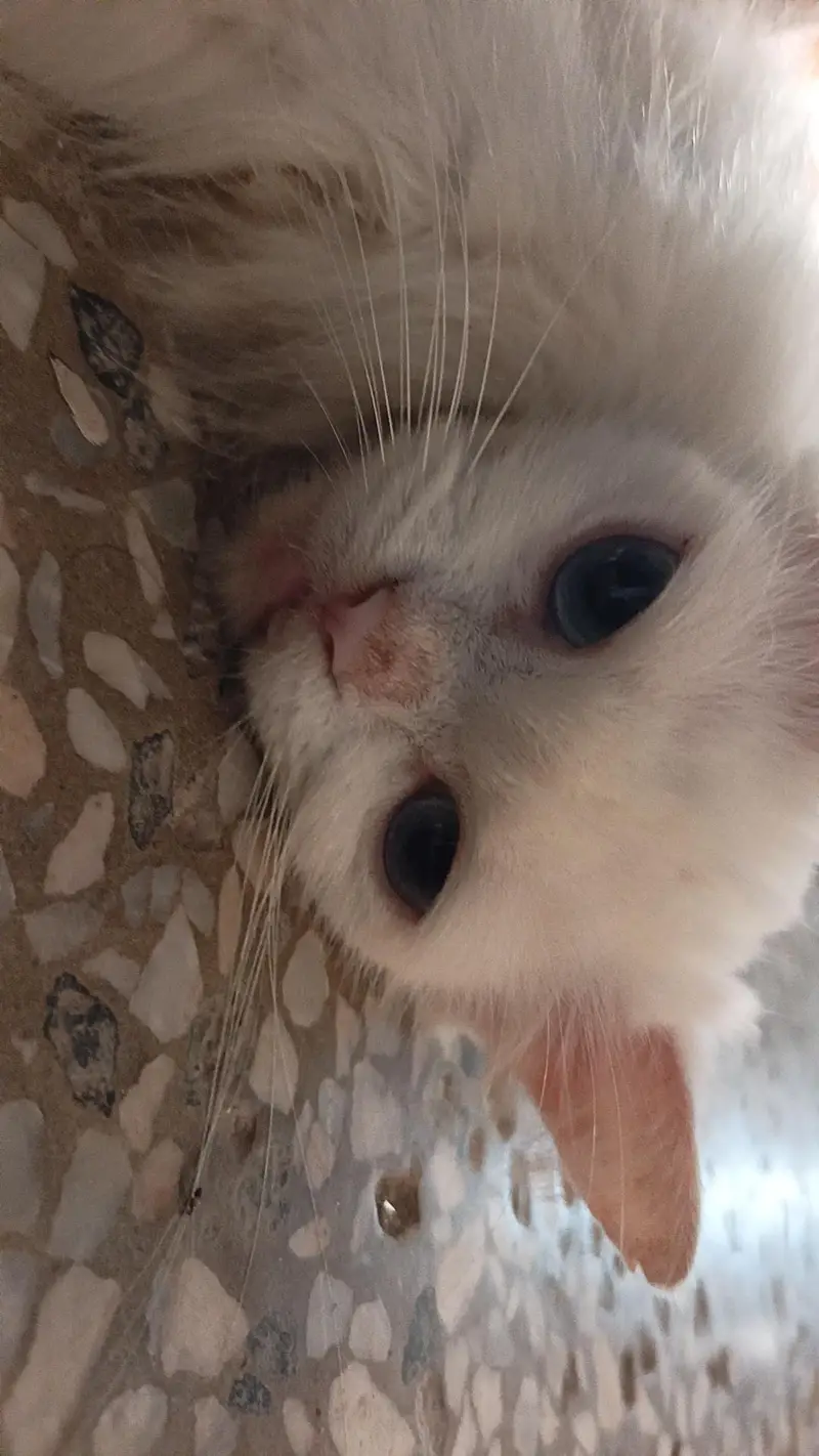 persian adult white cat — photo 3