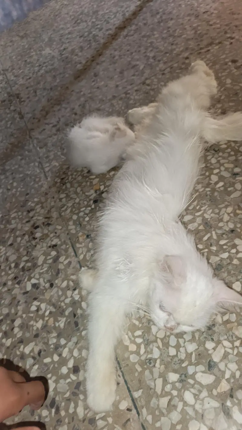 persian adult white cat — photo 4