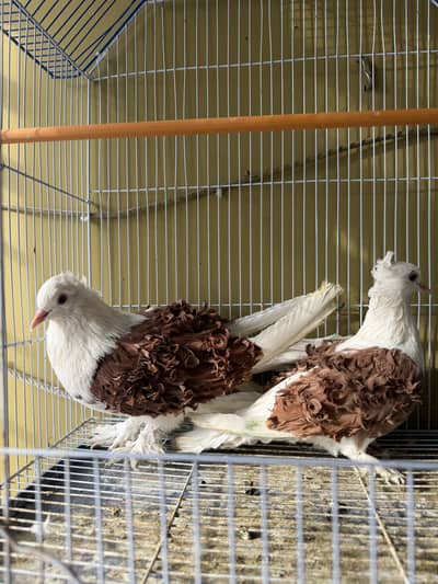Frillback coloured pair