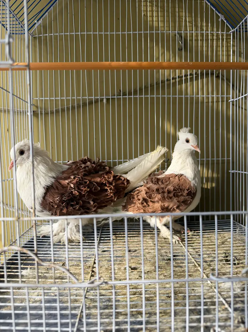 Frillback coloured pair — photo 4