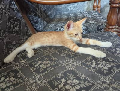 persain cat