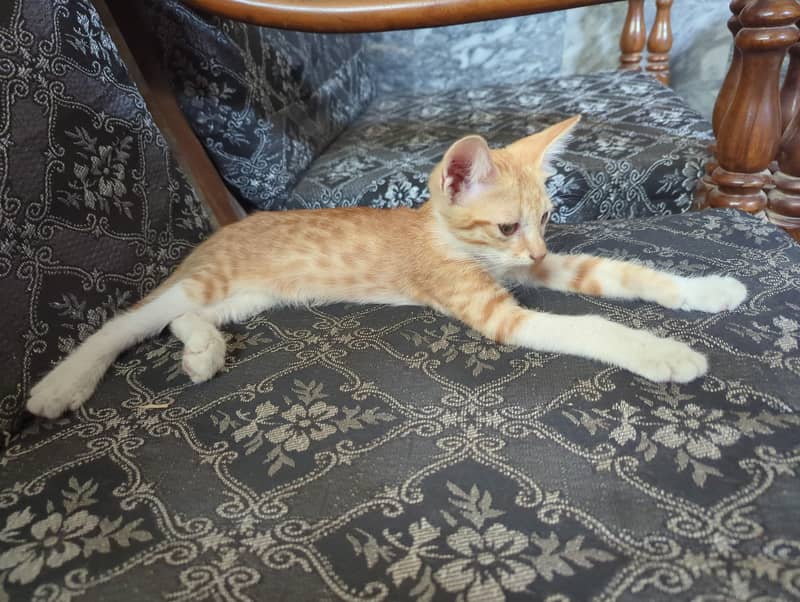 persain cat 0