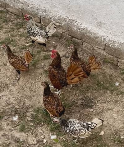 Egg laying hens
