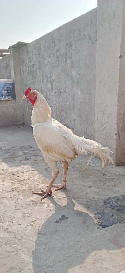 Aseal Hera For Sale