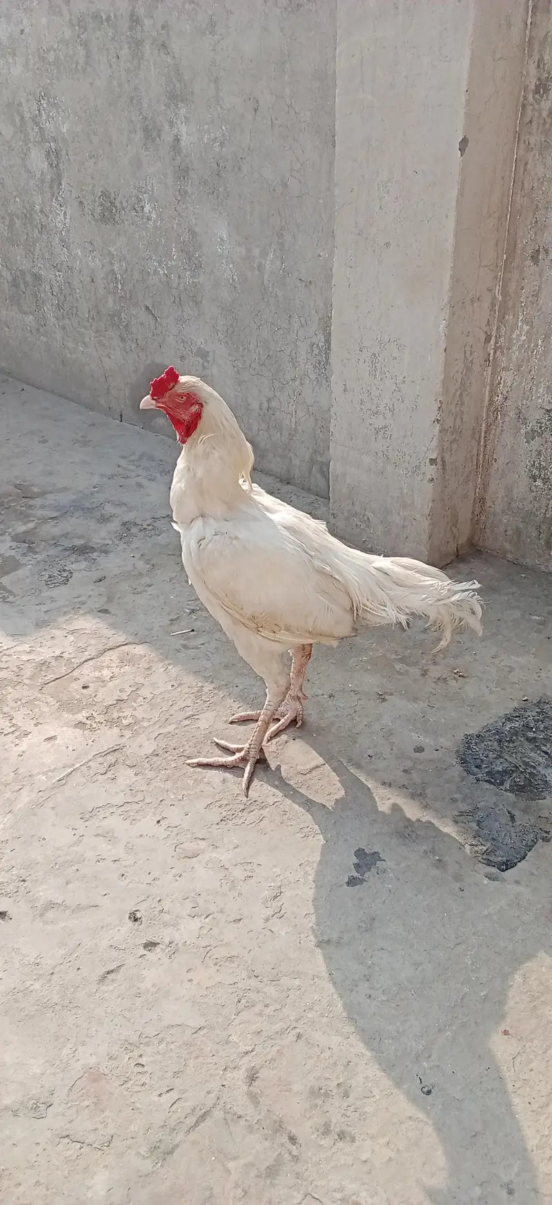 Aseal Hera For Sale — photo 2