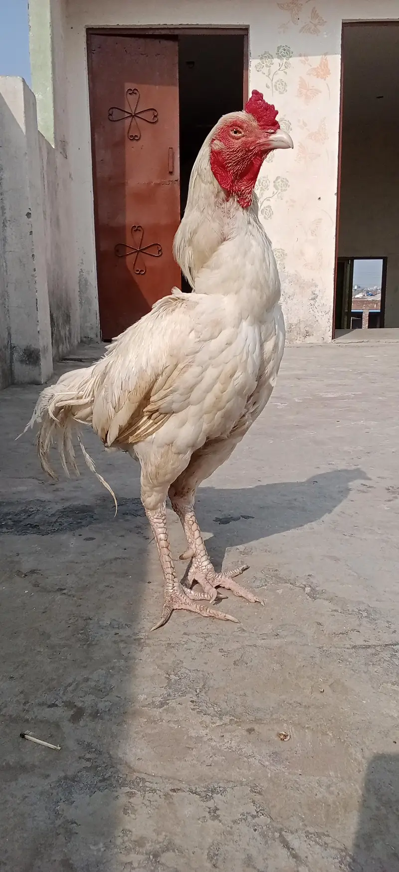 Aseal Hera For Sale — photo 3