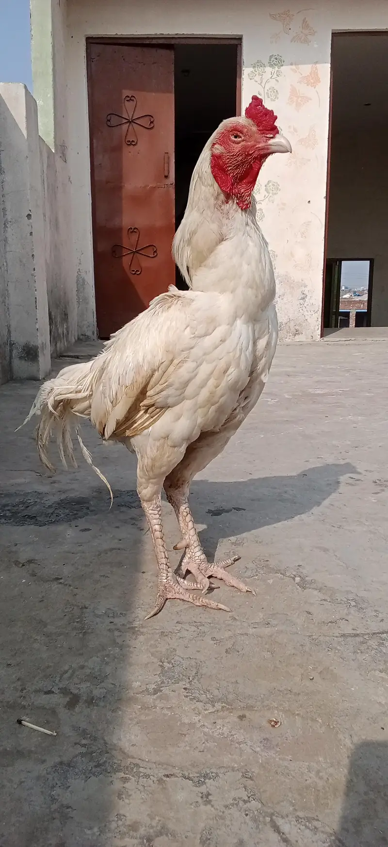 Aseal Hera For Sale — photo 4