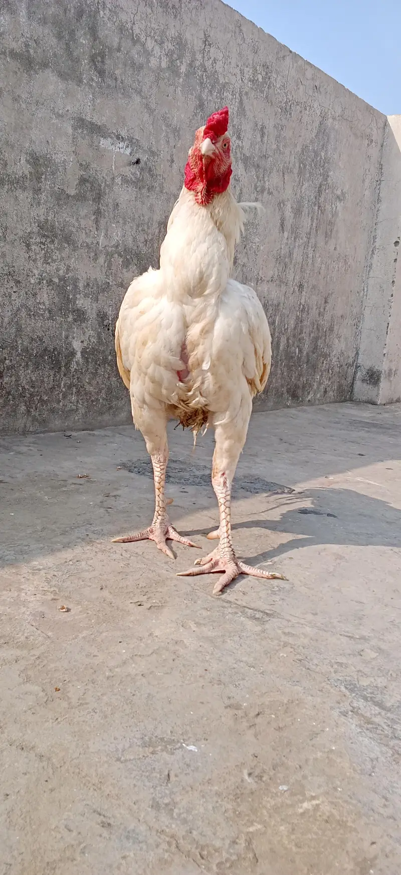 Aseal Hera For Sale — photo 5