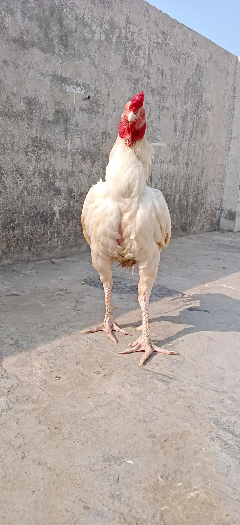 Aseal Hera For Sale — photo 6