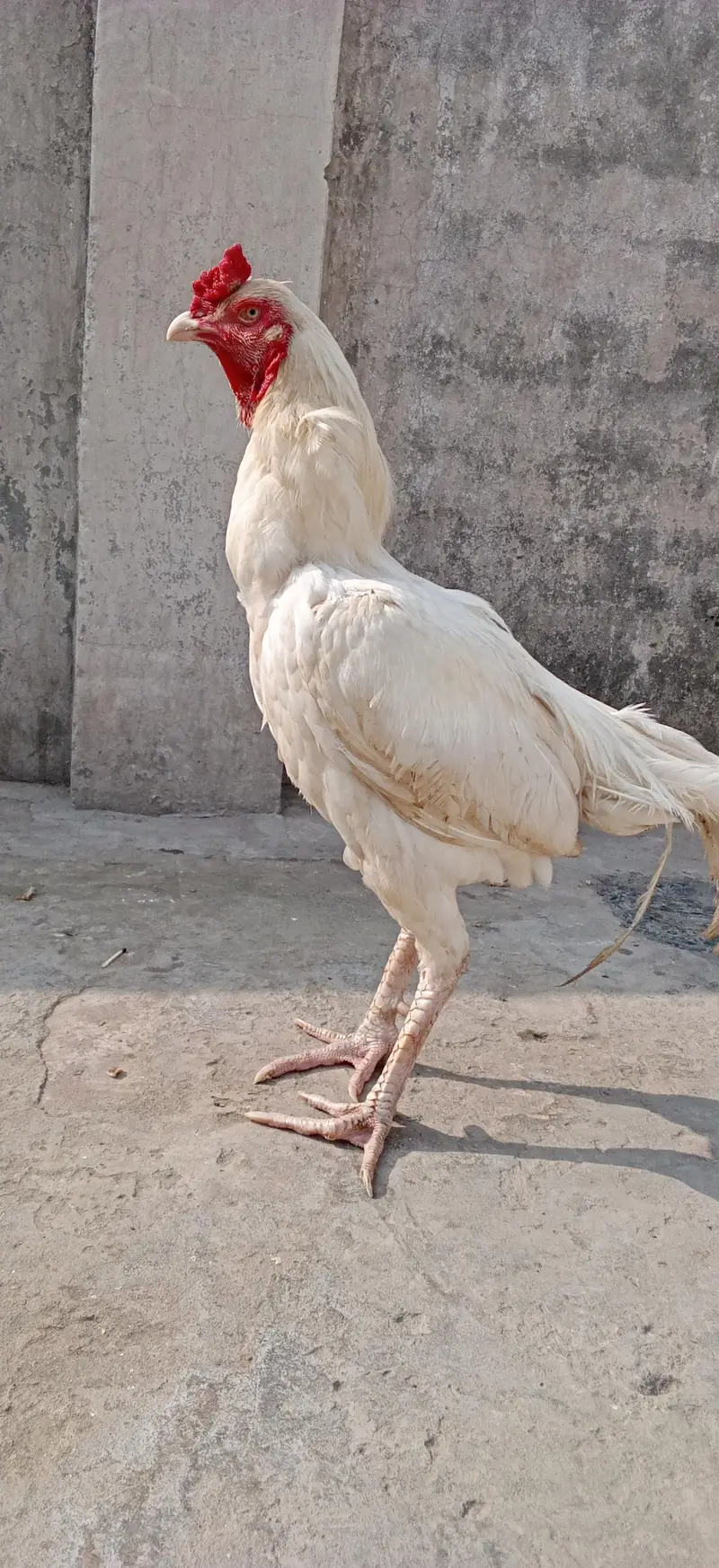 Aseal Hera For Sale — photo 7