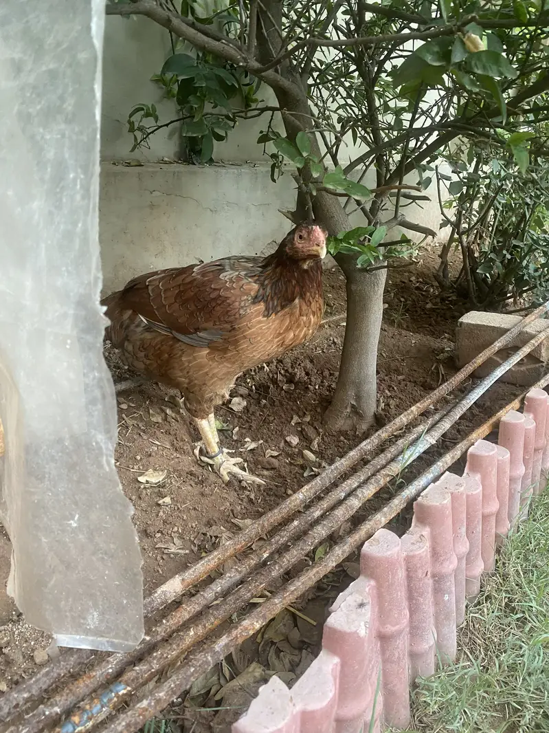 Aseel — photo 8