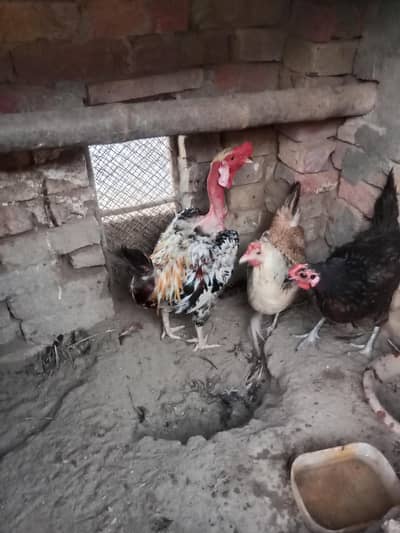 Desi murgi egg de rhi