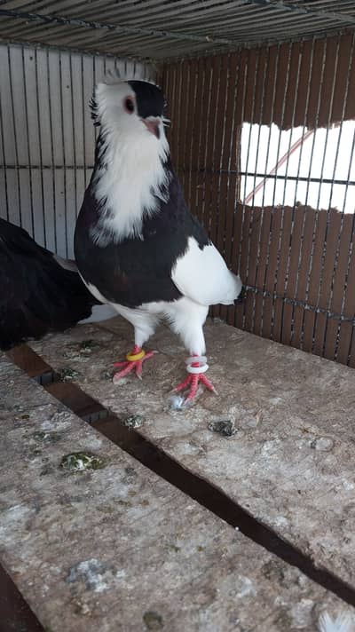 Felegeezar female