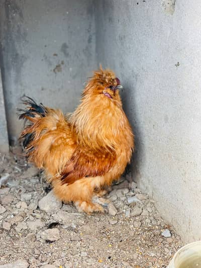 Egg Laying Silkie