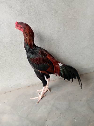 aseel patha