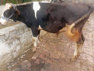 wehra for sale Australian