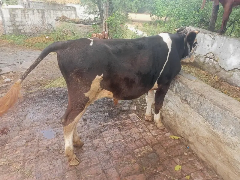 wehra for sale Australian — photo 3