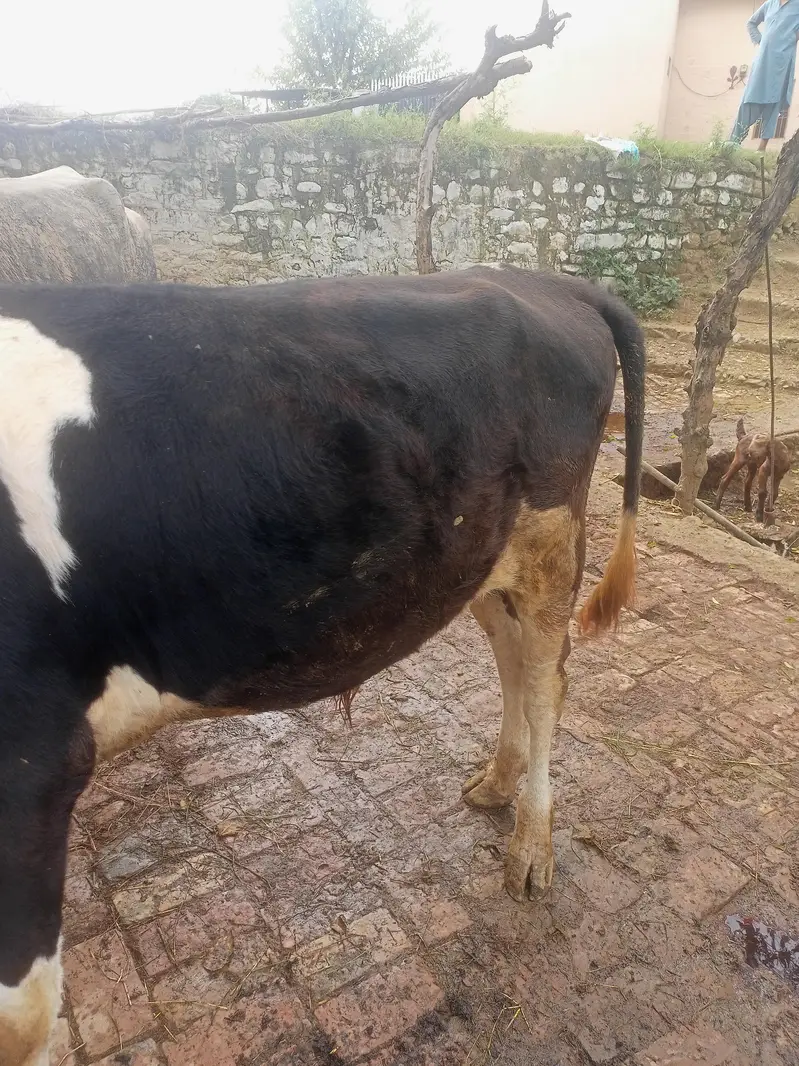 wehra for sale Australian — photo 4
