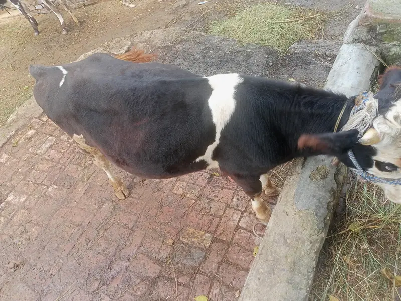 wehra for sale Australian — photo 5