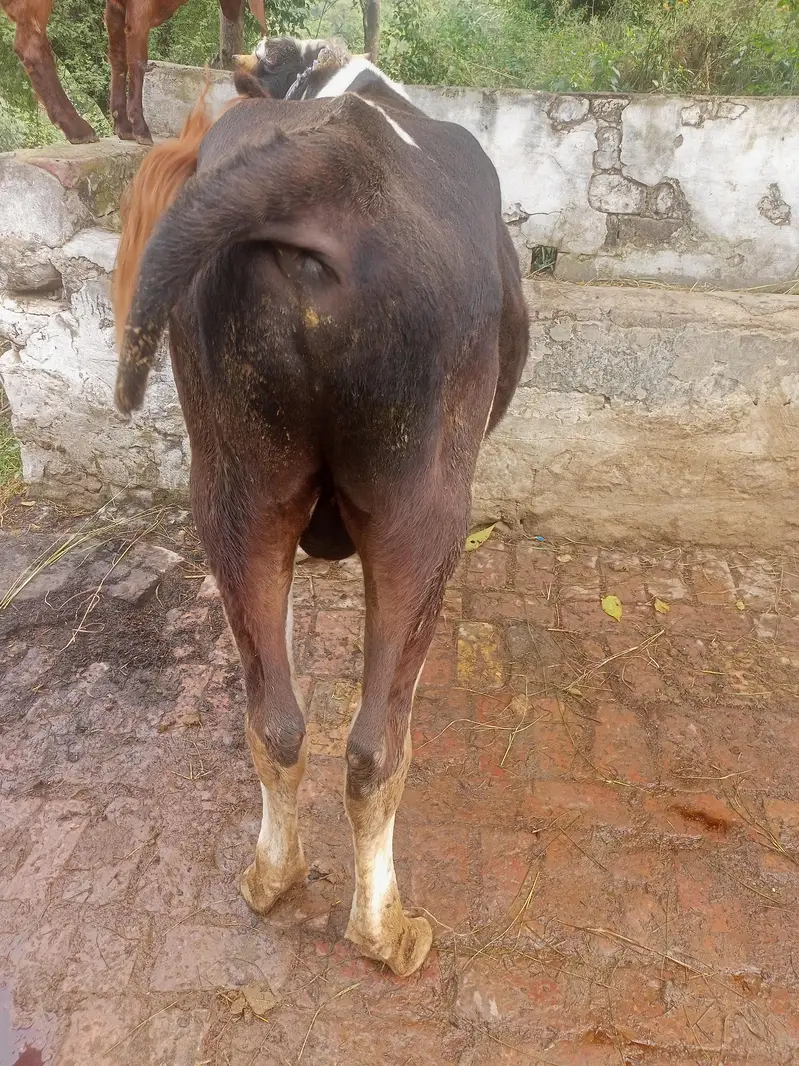 wehra for sale Australian — photo 6