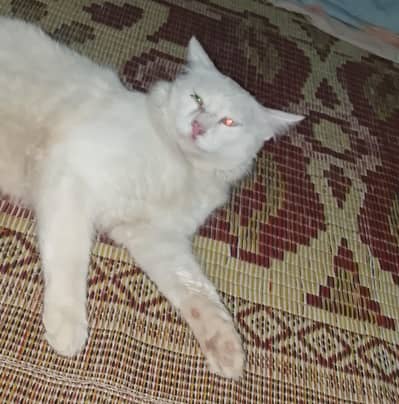 percian cat