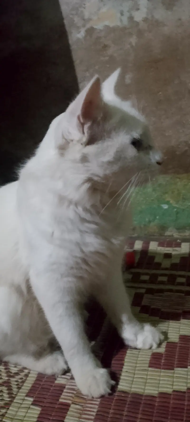 percian cat — photo 2